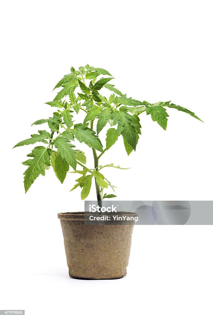 Tomate Planta nova Planta de vaso, Jardim vegetal isolado em fundo branco - Royalty-free Tomateiro Foto de stock