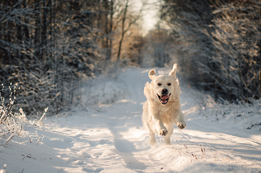 Golden retriever dog running down a snowy winter road on sunset sidelight.