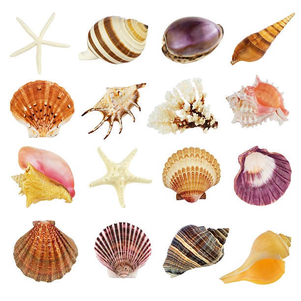 Image of sixteen different seashells on white background Collection of sea shells isolated on white conch shell photos stock pictures, royalty-free photos & images