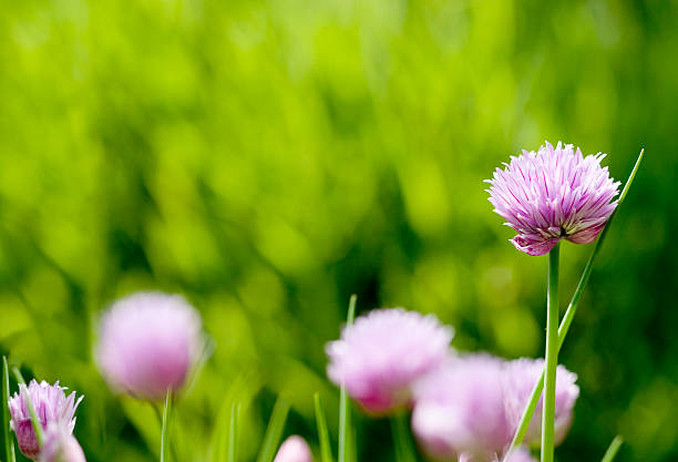 flor de cebolinha - chive allium flower cultivated herb - fotografias e filmes do acervo