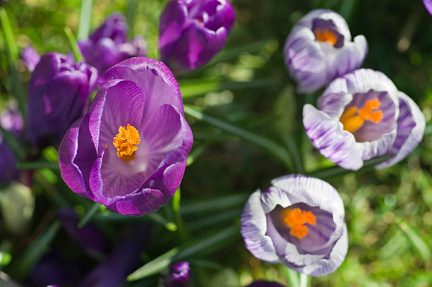 Crocuses stock photo