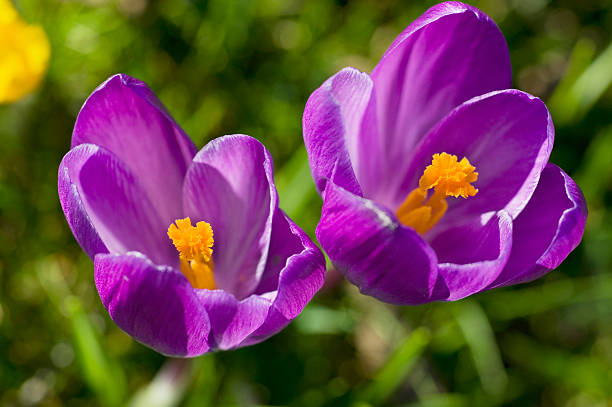 Crocuses stock photo