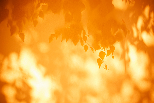 Backlit tree branches with leaves through a canvas roof in a tent.