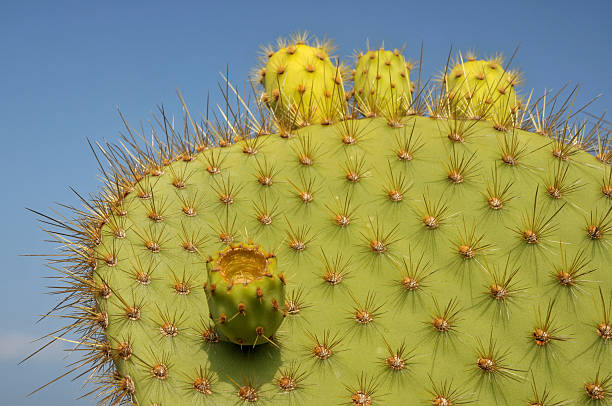 Cactus e amigos - foto de acervo