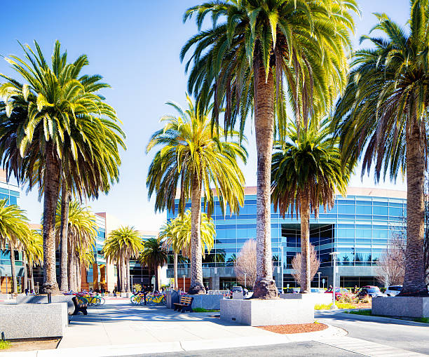 google mountain view califórnia campus com palmeiras - mountain view - fotografias e filmes do acervo