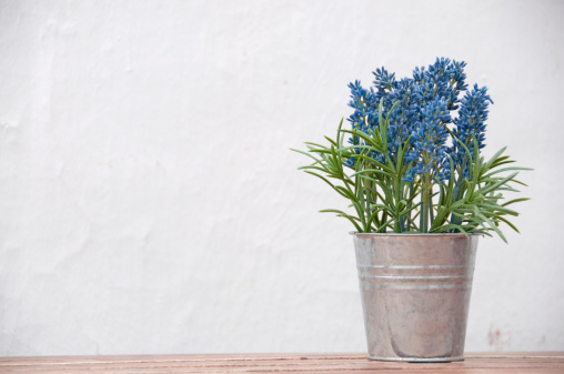 Decorative vibrant pink, purple and blue Hyacinthus bulb spring flowers growing in decorative flower pot hanging on a balcony terrace fence close up