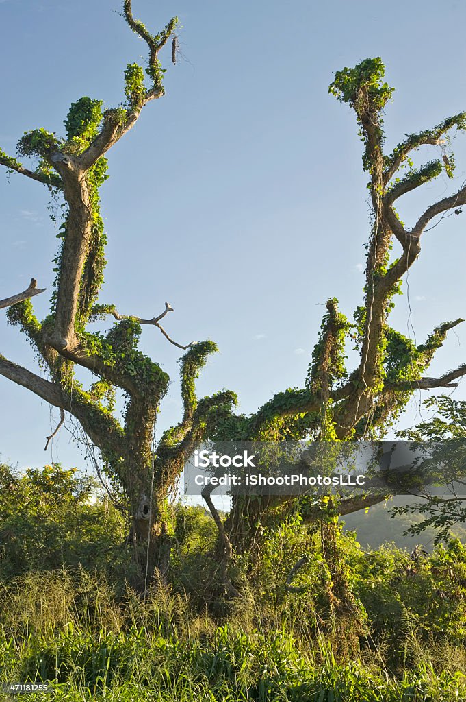 Weird Sie Tree - Lizenzfrei Baum Stock-Foto