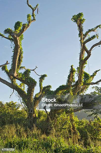 Weird Sie Tree Stockfoto und mehr Bilder von Baum - Baum, Bizarr, Fotografie