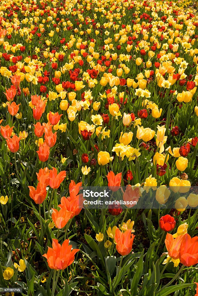 Tulips by the Thousands Huge tulip bed at Dallas Arboretum.  Arboretum Stock Photo
