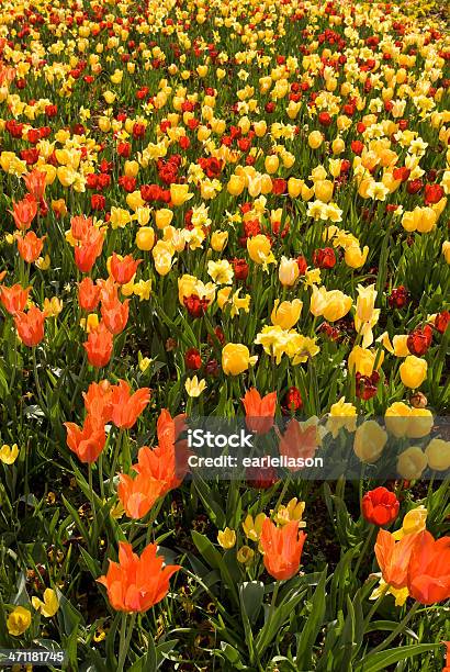 Tulips By The Thousands Stock Photo - Download Image Now - Arboretum, Dallas - Texas, Backgrounds
