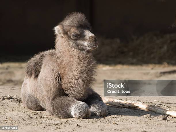 Foto de Camelo Bebê e mais fotos de stock de Camelo - Camelo, Camelo - Camelídeos, Animal