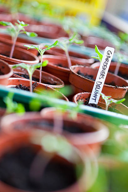 Gardener's Delight Seedlings stock photo