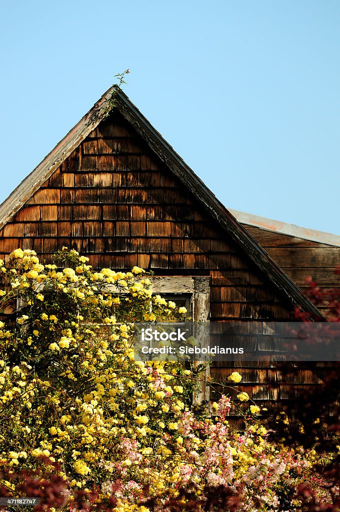 Spring flowering in front of wood house. Architectural Feature Stock Photo