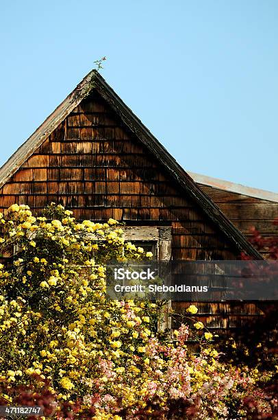 Spring Flowering In Front Of Wood House Stock Photo - Download Image Now - Architectural Feature, Backgrounds, Blossom