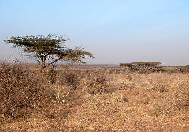 istock Acacia Scenic, Kenya 471183119