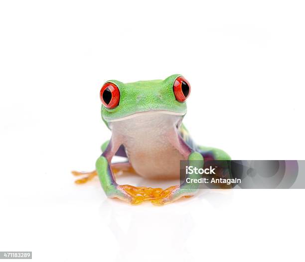 Foto de Sapo e mais fotos de stock de Anfíbio - Anfíbio, Animal, Figura para recortar