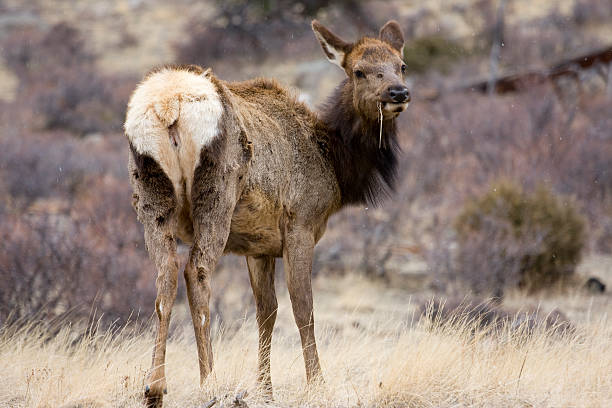 istock Elk with Grass in Mouth 471183345