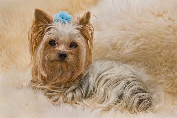 istock Yorkie on Fur 471183375