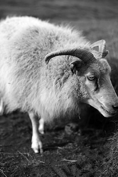 istock White Sheep Feeding on Grass in a Country Side Landscape 471183470
