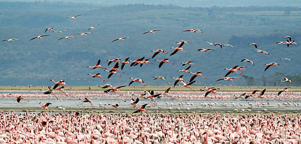 istock Flying Flamingoes 471183531