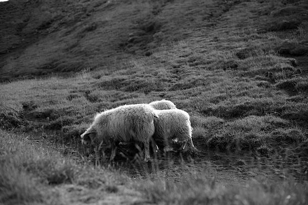 istock White Sheep Feeding on Grass in a Country Side Landscape 471183538