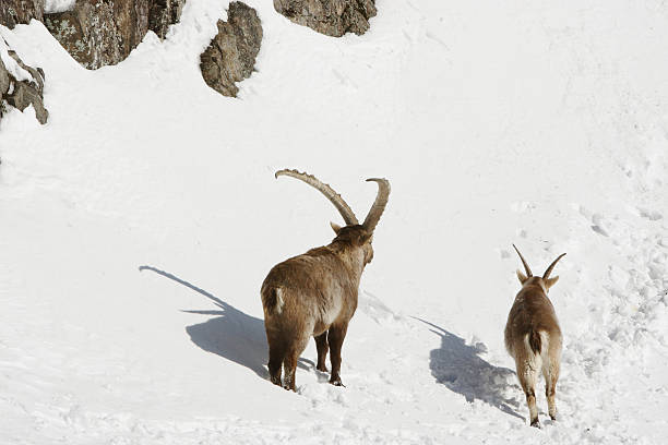 Adult and Young Ibex stock photo