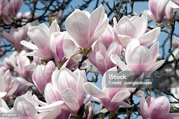 Magnolia Baum Stockfoto und mehr Bilder von Baum - Baum, Baumblüte, Bildschärfe