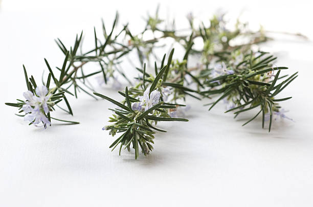 istock Rosemary little branch on studio set 471184417