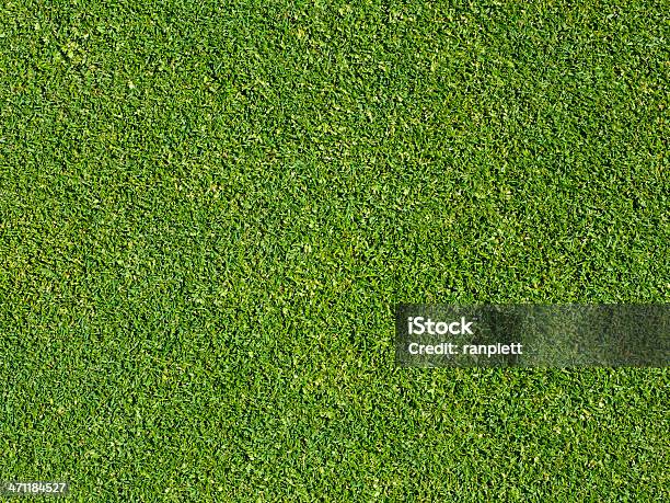 Putting Green Grass Stock Photo - Download Image Now - Backgrounds, Color Image, Directly Above