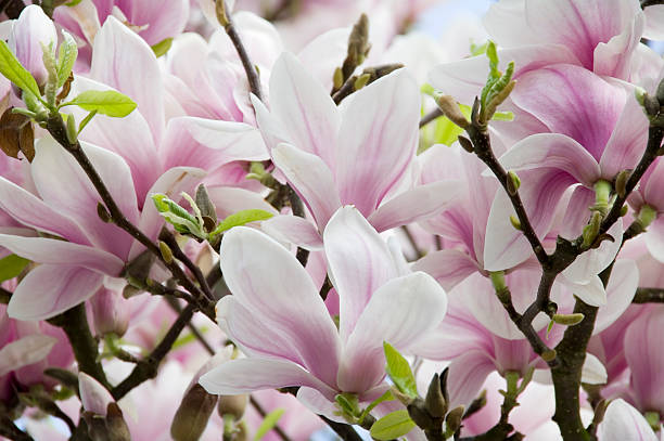 magnolia de soulange en fleur - sunlight flower magnolia flower head photos et images de collection