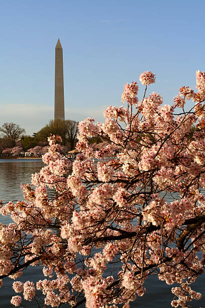 Cherry Blossom festival in Washington DC stock photo