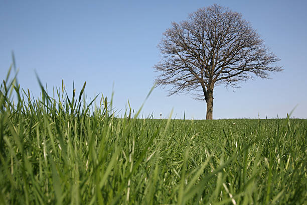 arbre sans feuillage - bare tree tree single object loneliness photos et images de collection