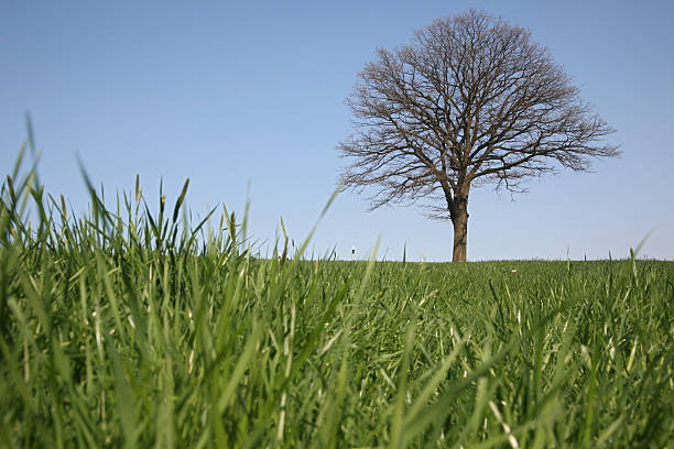 葉のない木 - bare tree tree single object loneliness ストックフォトと画像