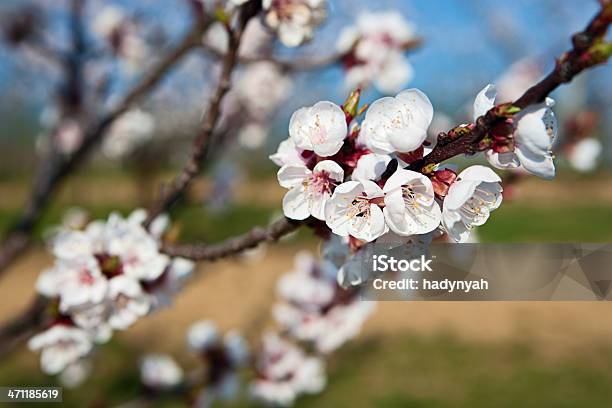 Photo libre de droit de Arbres En Fleurs Abricot banque d'images et plus d'images libres de droit de Abeille - Abeille, Abeille domestique, Abricot