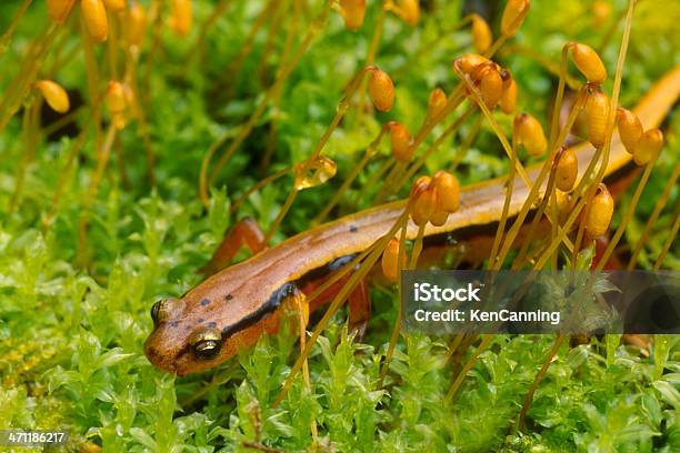 Blue Ridge Zwei Futtersalamander Stockfoto und mehr Bilder von Great Smoky Mountains - Great Smoky Mountains, Nationalpark Great Smoky Mountains, Salamander