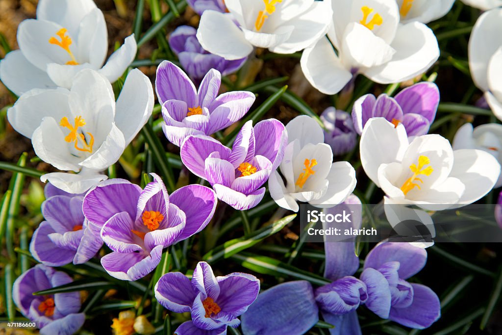 crocus flowers in spring sunny day 2015 Stock Photo
