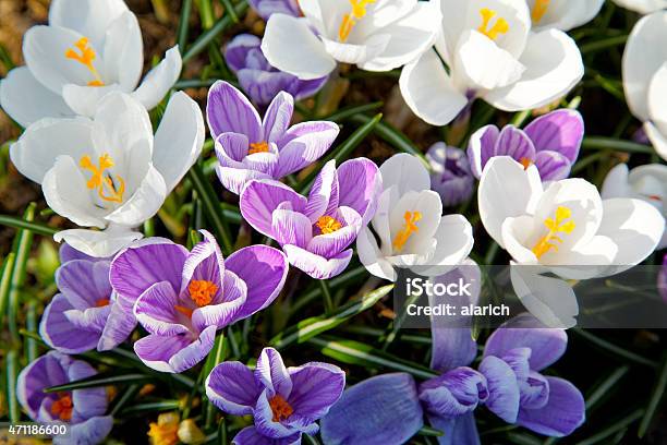 Crocus Flowers In Spring Sunny Day Stock Photo - Download Image Now - 2015, Beauty In Nature, Close-up
