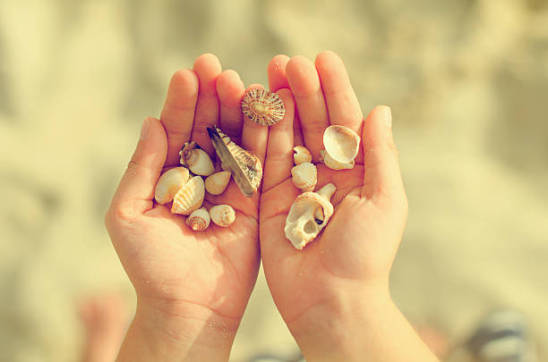 istock Child hands holding sea shells. Vintage effect photo. 471186744