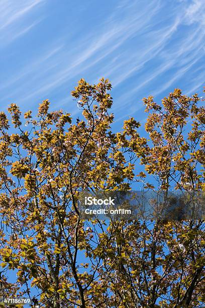 Spring Growth Stock Photo - Download Image Now - April, Backgrounds, Beginnings