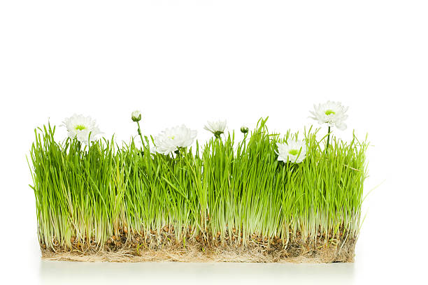istock Green grass with camomiles 471186961