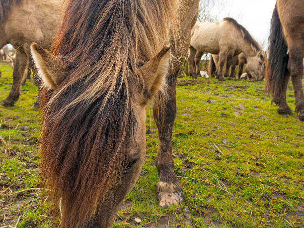 istock Herd of horses in nature in spring 471187034
