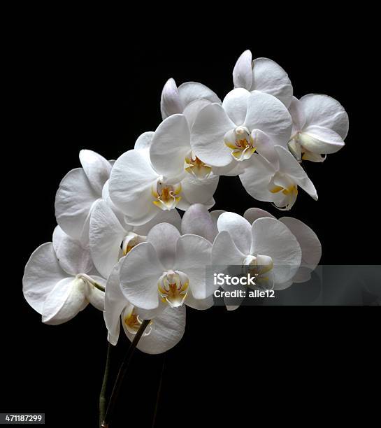 White Orchid On Black Stock Photo - Download Image Now - Black Background, Black Color, Color Image