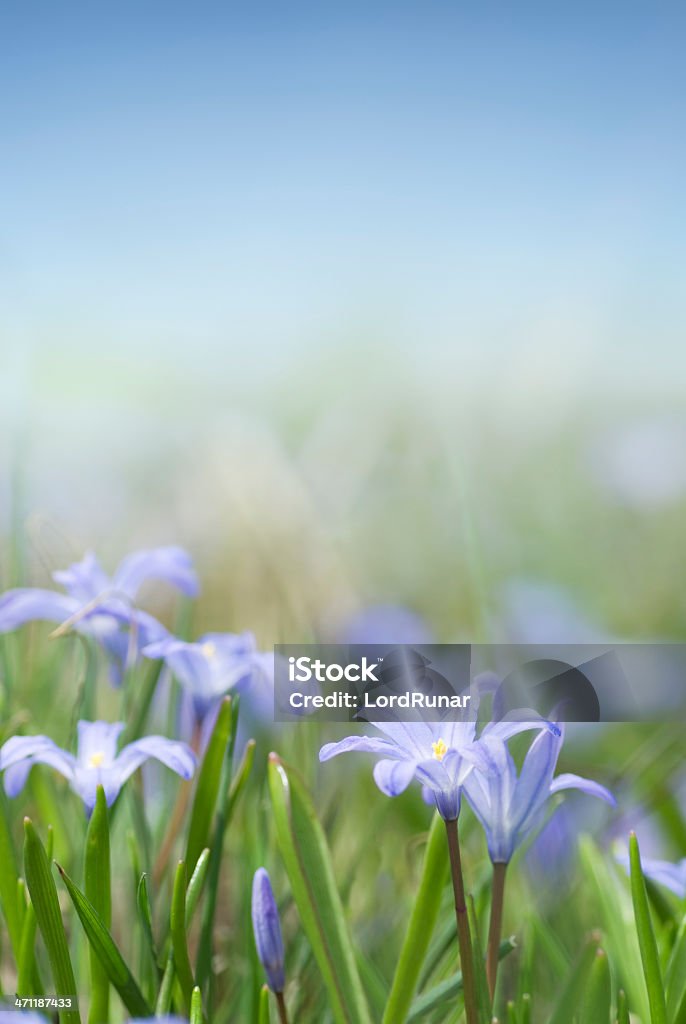 Flores de primavera - Foto de stock de Aire libre libre de derechos