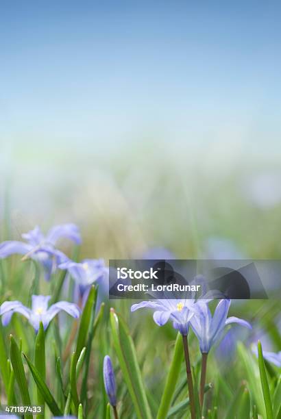 Flores De Primavera Foto de stock y más banco de imágenes de Aire libre - Aire libre, Azul, Belleza