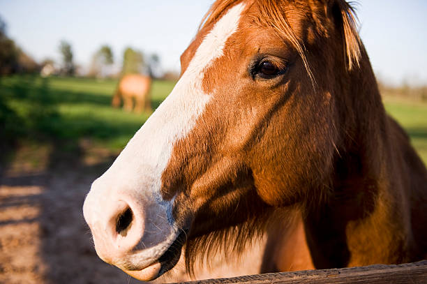 Horse in Profile stock photo