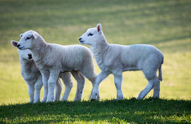 Lambs playing in a green field on a sunny day Three young lambs playing in a green field, on a sunny day in spring, Taken in South Wales, UK. gower peninsular stock pictures, royalty-free photos & images