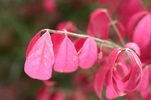 istock Pink Leaves Green Branches 471187619