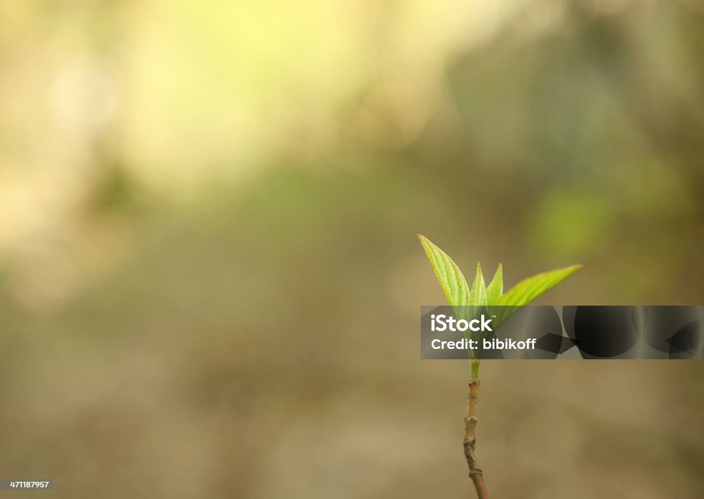 sprout - Lizenzfrei Ast - Pflanzenbestandteil Stock-Foto