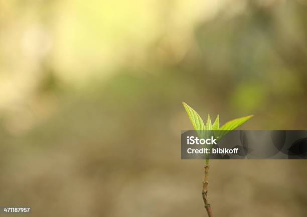 Photo libre de droit de Germe banque d'images et plus d'images libres de droit de Arbre - Arbre, Bois, Bouton de fleur