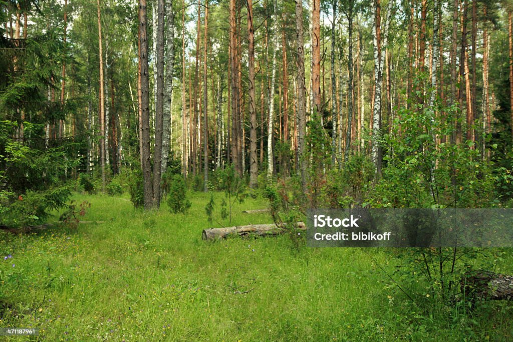 Sommer gemischte forest - Lizenzfrei Baum Stock-Foto